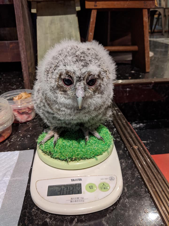 ホンドフクロウのヒナ 7月24日 八木山動物公園フジサキの杜