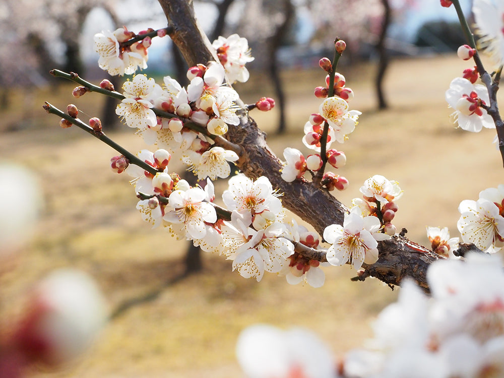 ウメ 花ウメ とは育て方がわかる植物図鑑みんなの趣味の園芸 NHK出版