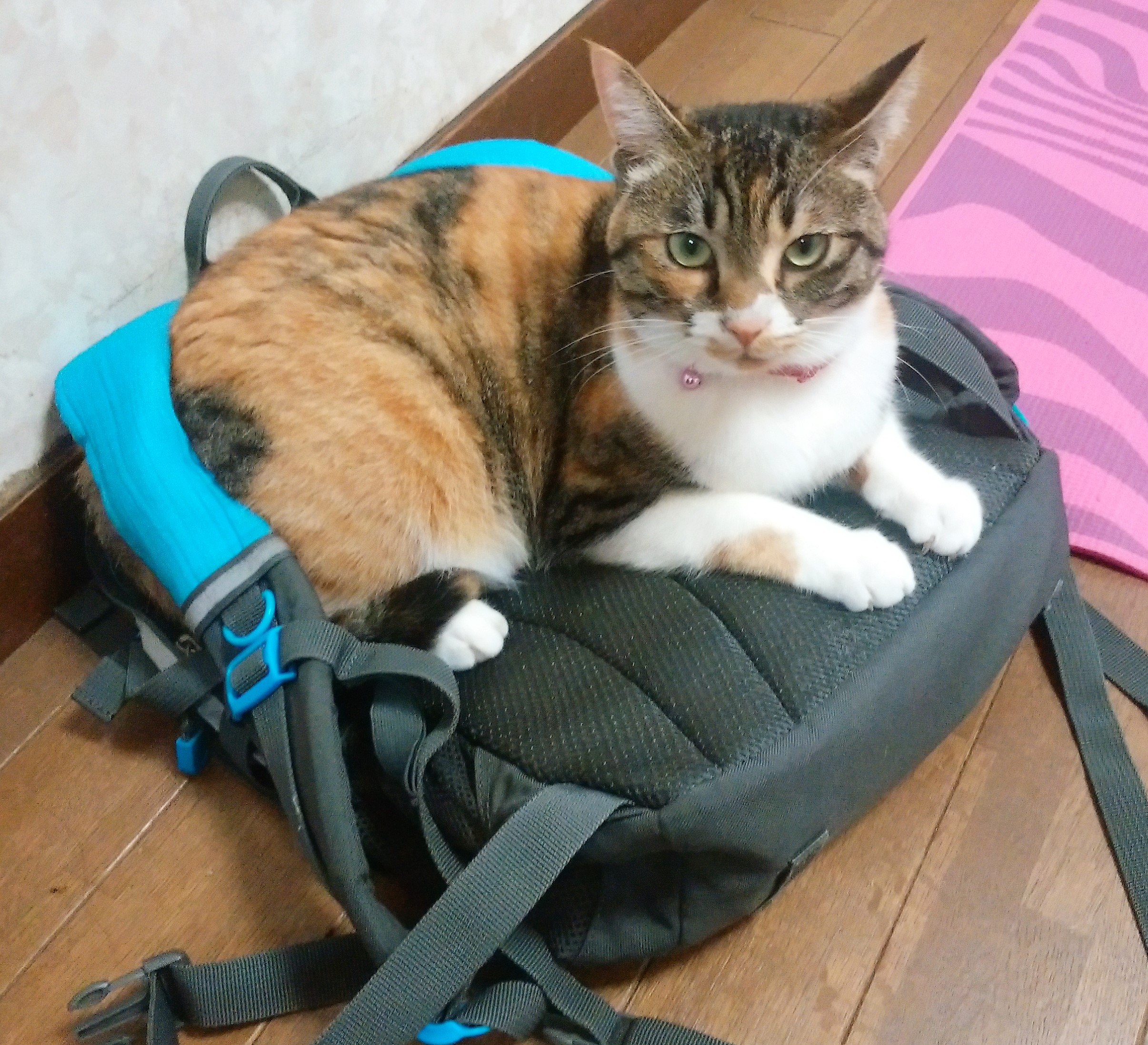 Amazon.co.jp: 名言「立っている者は親でも使え」手書き書道色紙額 受注後の毛筆直筆 千言堂: 文房具・オフィス用品