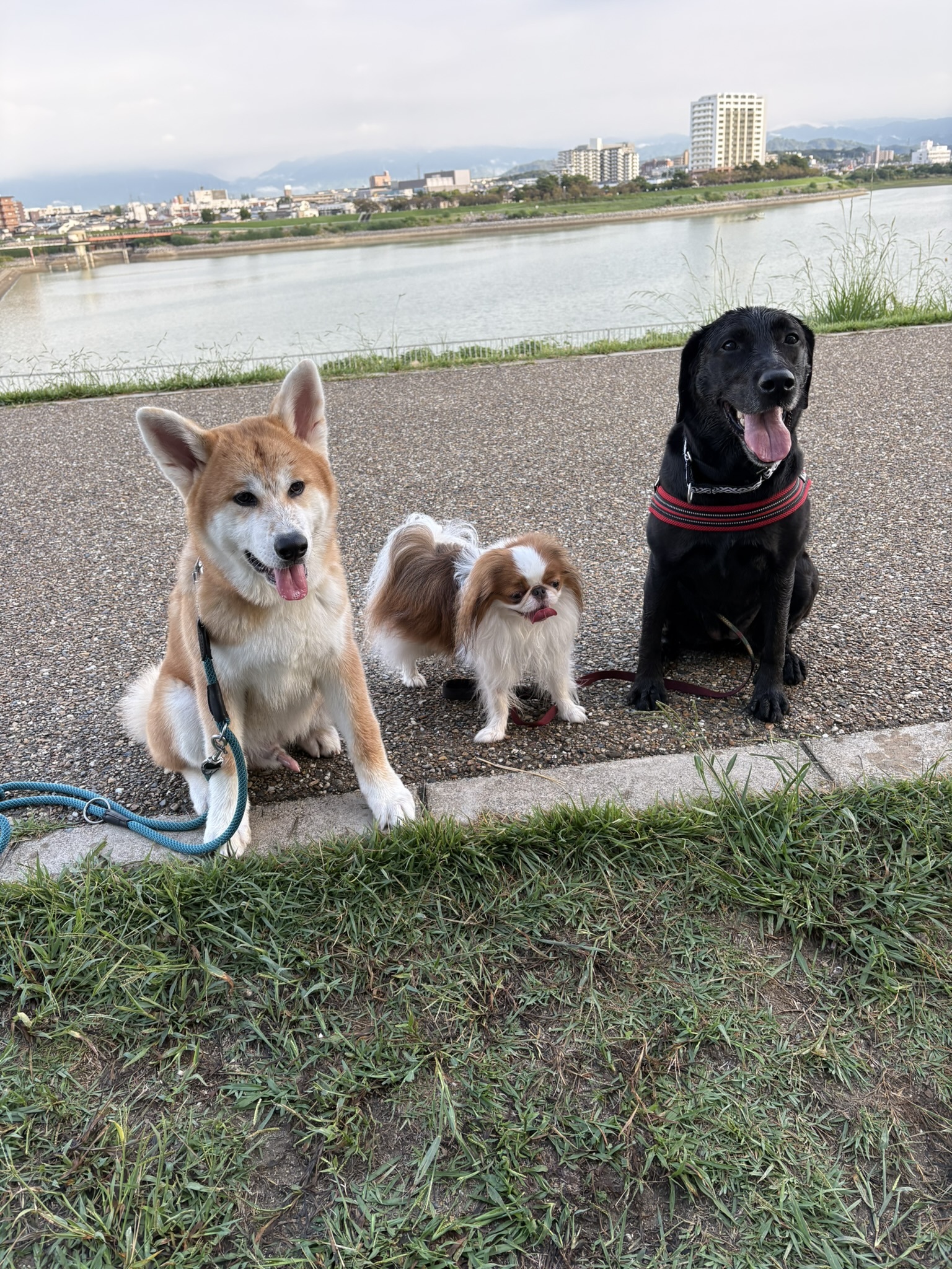 桃太郎の豆知識 なぜ猿・キジ・犬は鬼が退治できる⁉Manga de Japan