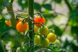 リガーデンの仕事、着工前近隣ご挨拶。 – 椎乃庭株式会社