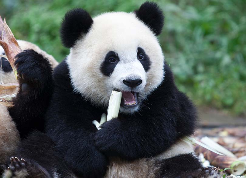 中国東北部はスタイル抜群の女性が多い！！』瀋陽 中国 の旅行記・ブログ by kirakira-boxさん フォートラベル