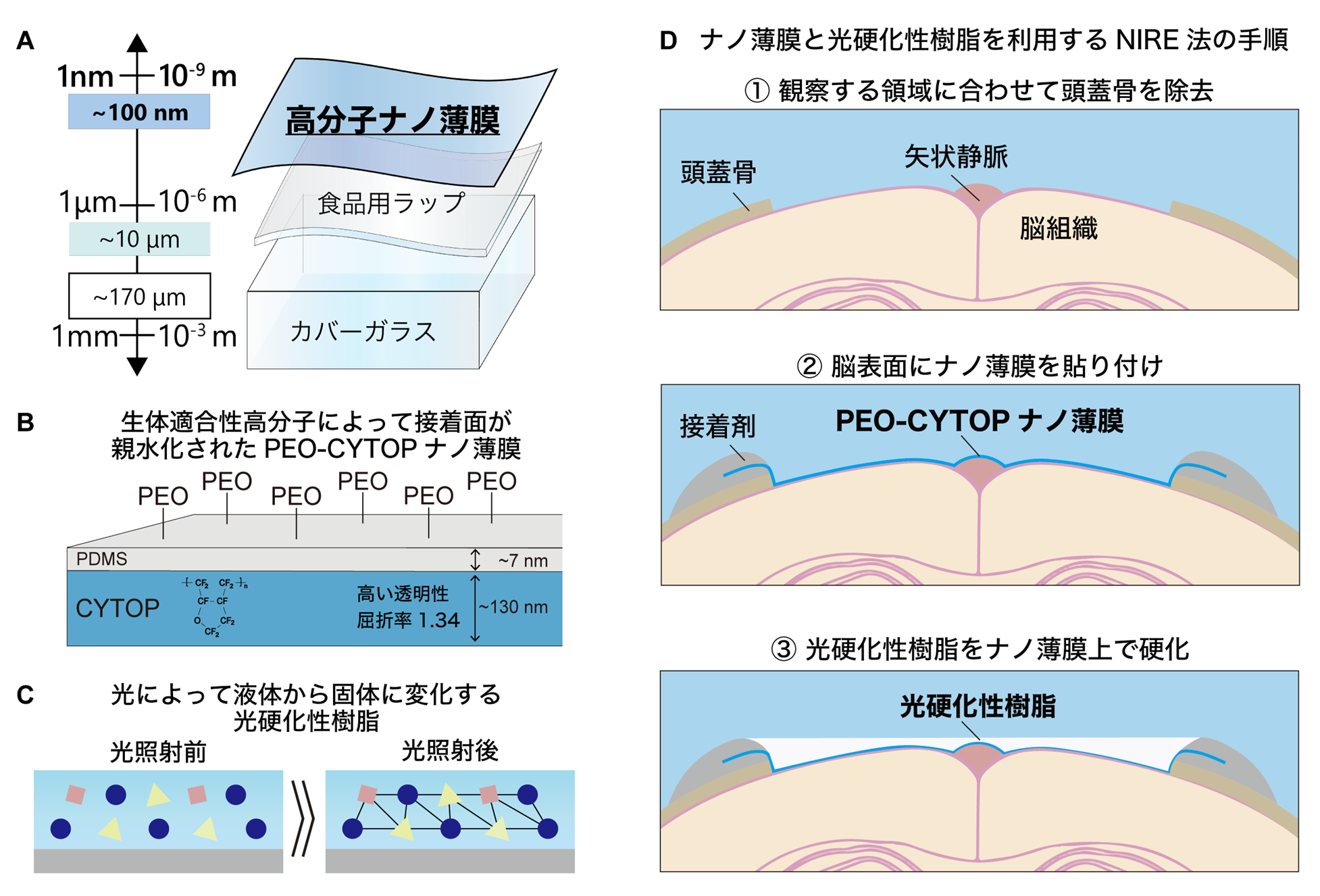 精子の酸化ストレスについて(2021年11月)｜英（はなぶさ）ウィメンズクリニック