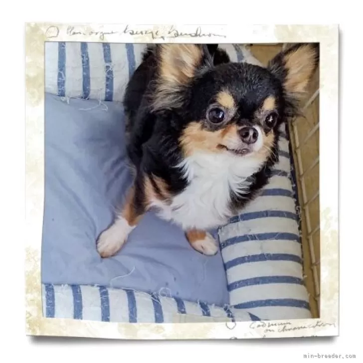 Bene 1year 🖤 happy birth day これからもずっと一緒にいようね、 1歳になったのにおてんばで、甘えん坊でやんちゃすぎて男の子?って聞かれるくらい元気なBeneずっとずっと長生きしてね、 周りの皆がたくさんたくさんかわいがってくれてお世話してくれて本当に感謝です