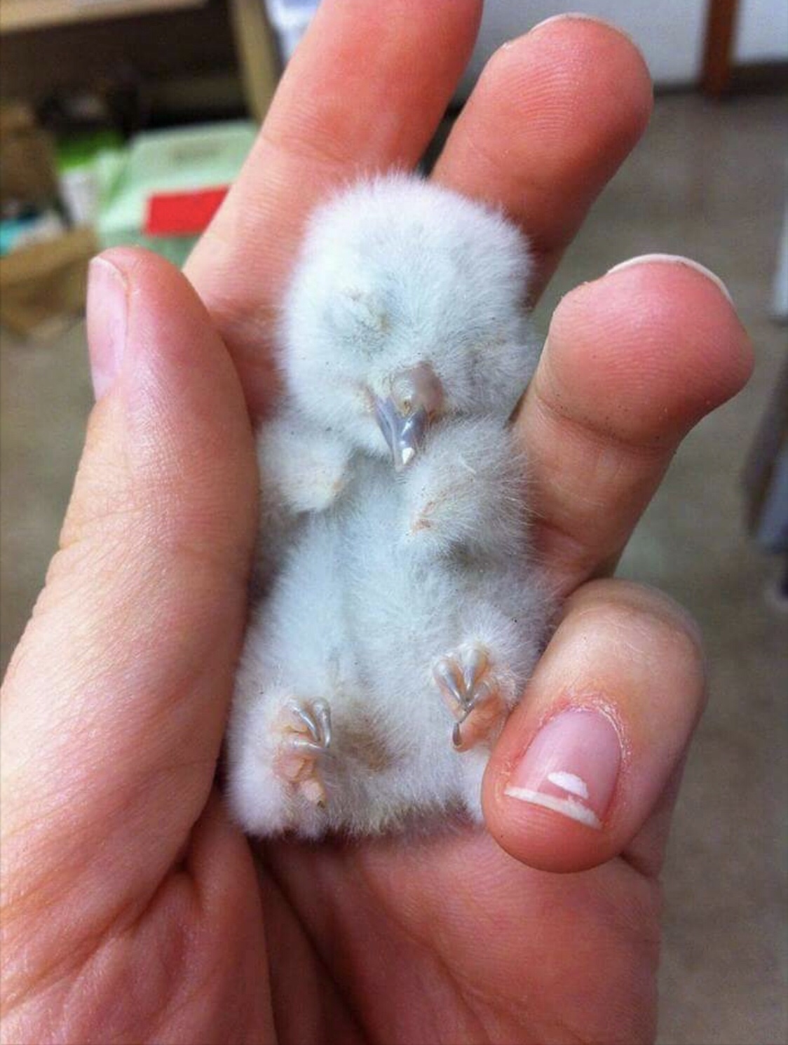 フクロウナショナル ジオグラフィック日本版サイト