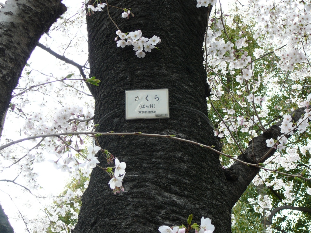 花は桜木男は早稲田・とその昔聞きました・桜舞う頃に4 20 - YouTube