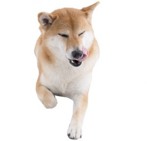 1個 白い犬のぬいぐるみ 親子関係を促進するかわいいぬいぐるみ 楽しさを加え 人々を幸せにする{region_na - Temu Japan