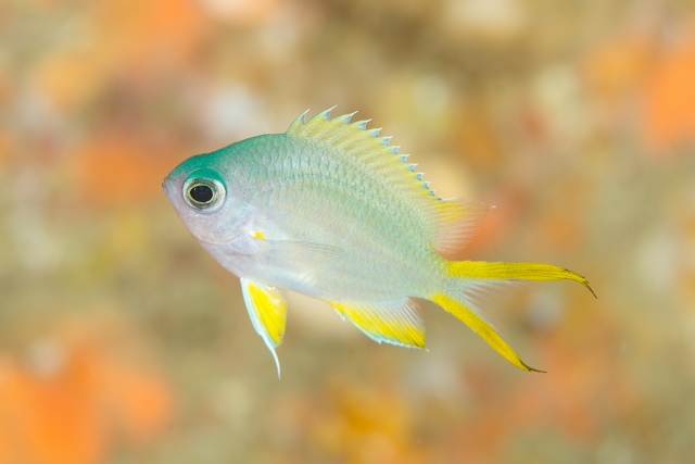 かわいいじいちゃんと孫の日常を楽しもう