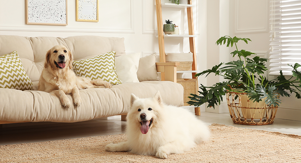 東京でペットと暮らせる賃貸物件特集、ペット可賃貸.netサービス開始のお知らせトーカンマネジメント株式会社のプレスリリース