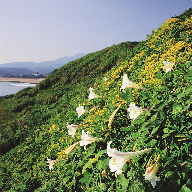 観光坑道や砂金採り体験が大人気！土肥のパワースポット『土肥金山』｜おでかけ｜カラーズ