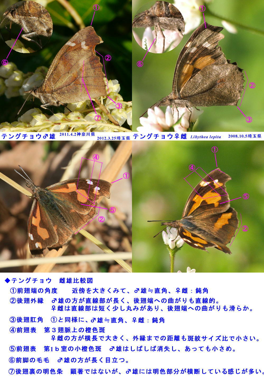 モンシロチョウのふしぎ理科学習 - Yahoo!きっず