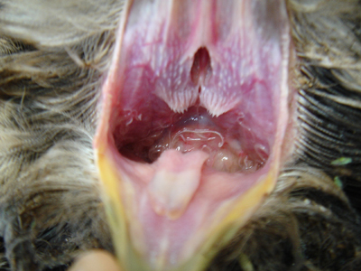 フクロウの寿命は40年！？エサや飼育環境のポイントを詳しく解説コーナンTips