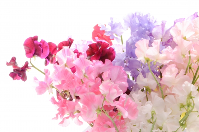 花言葉で友情・感謝の花を調べて大切な友人に贈るおすすめの花│生活の緑