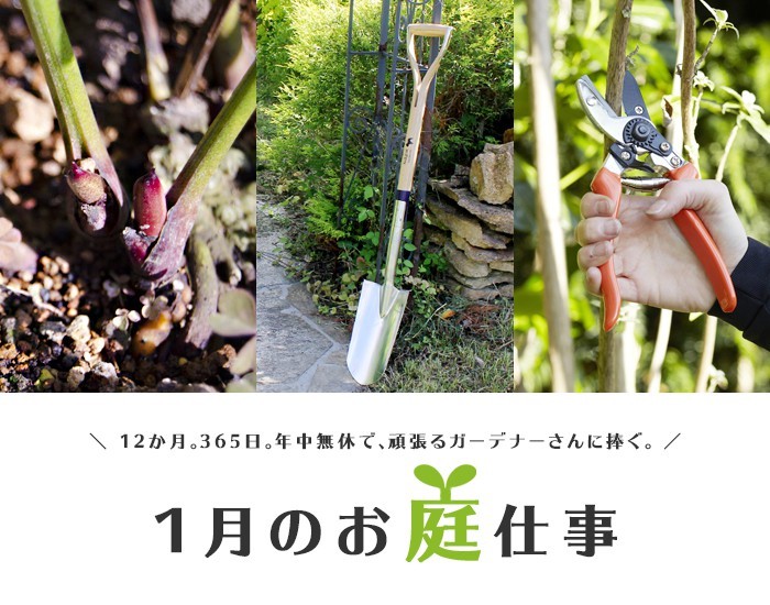 5月の庭木の手入れ！元気な庭を育てるポイント熊本のエクステリア・外構工事・ガーデニング・造園・庭granks