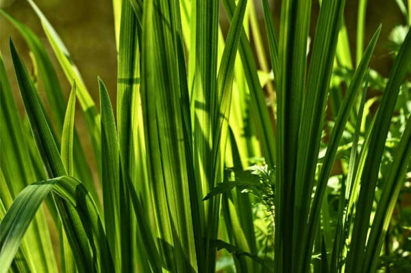 菖蒲を頭に巻く意味や結び方は？巻く地域と菖蒲湯の由来も解説！いちかばちか晴れブログ