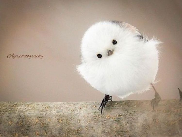 御堂筋翔好きな人RT - SearchX