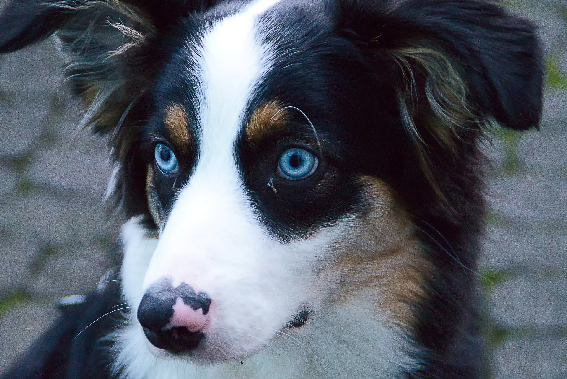 19,900点を超える青い目の映像素材とロイヤリティフリー映像 - iStock白人, 青い目 女の子, 青い目 アップ