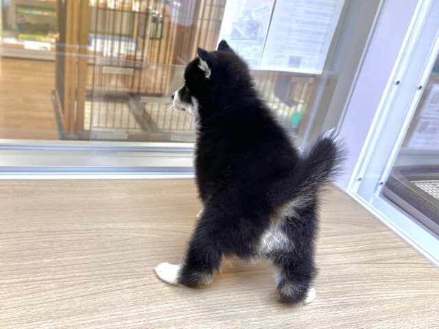 ポンスキー赤ちゃんと犬,いぬすたぐらむ いぬ好きな人と繋がりたい ,pomsky