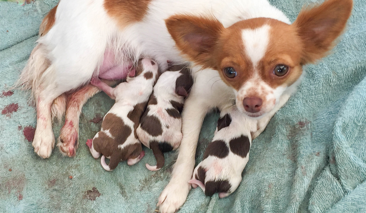 第9話 2回目の出産 驚異の7匹出産と成長のお話 その1-チワワファミリー chihuahua-family です!!今は、ロンパパ、サラママ、そして奇跡の子リリ
