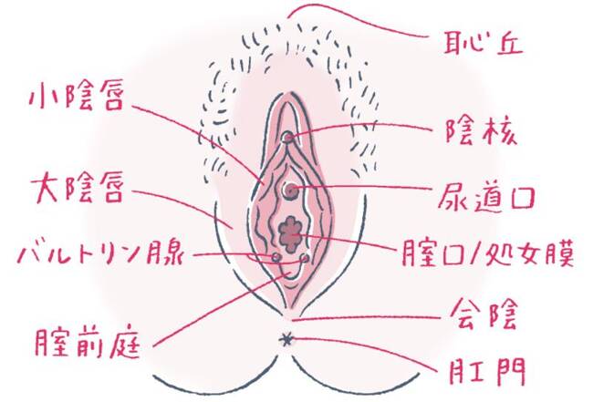 クリトリス、副皮の治療｜ルクスクリニック | 新宿にある美容外科、美容皮膚科、婦人科形成