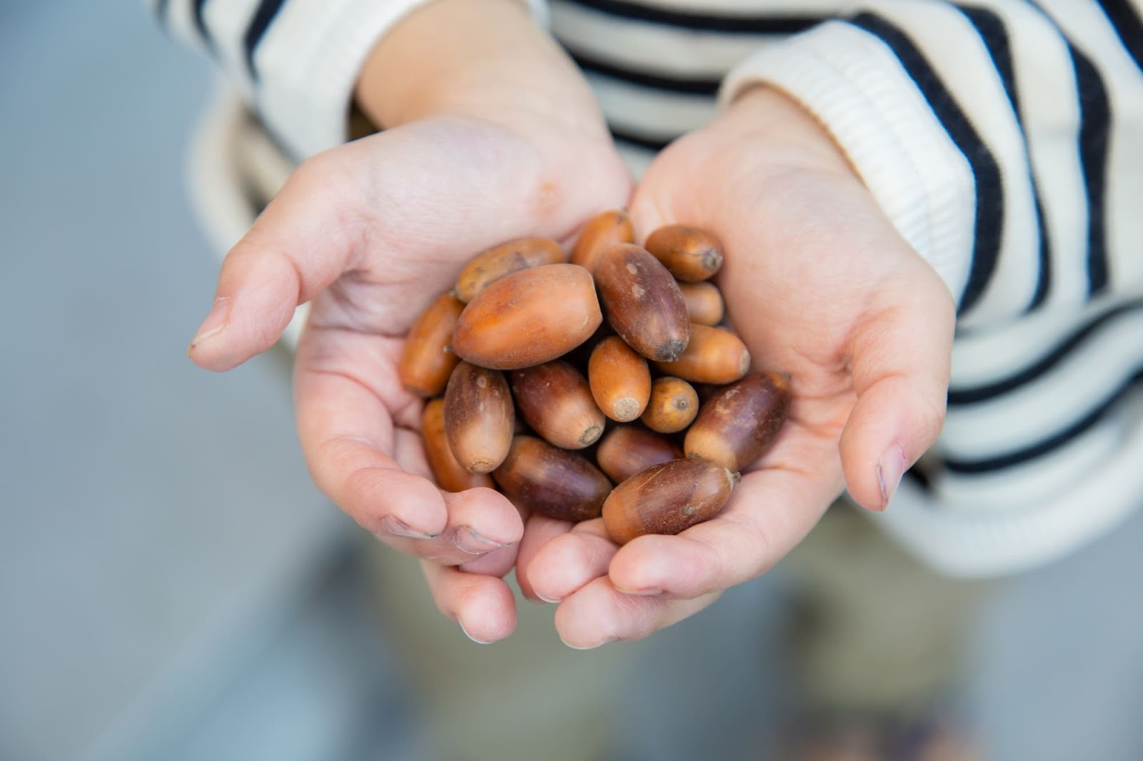 室内遊び・外遊びの『秋』！どちらも楽しい親子で遊ぶ！当店人気のおもちゃ・絵本・図鑑