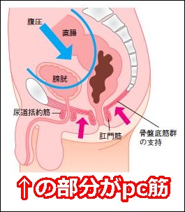 エネマグラで諦めたドライオーガズム。しかし…… | アネロスジャパン