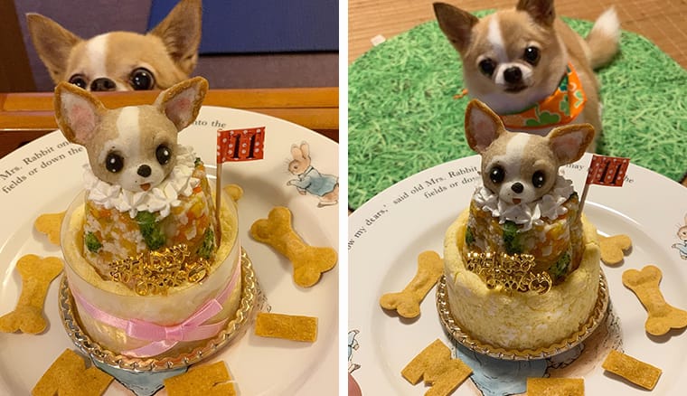 倉上愛実ブリーダーのブログハーフバースデーおめでとう御座います♪🎂🎊🎈🍀 24.10.13 みんなのブリーダ