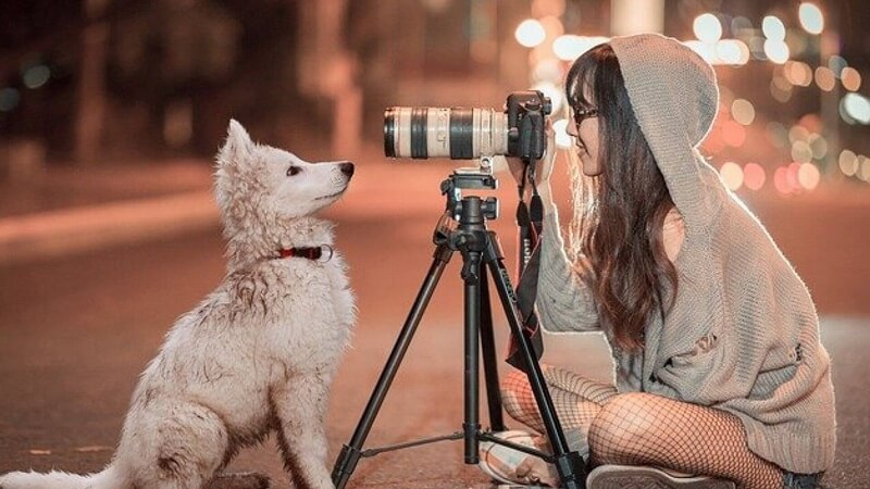 楽天市場 年賀状 犬用品ペット・ペットグッズ の通販