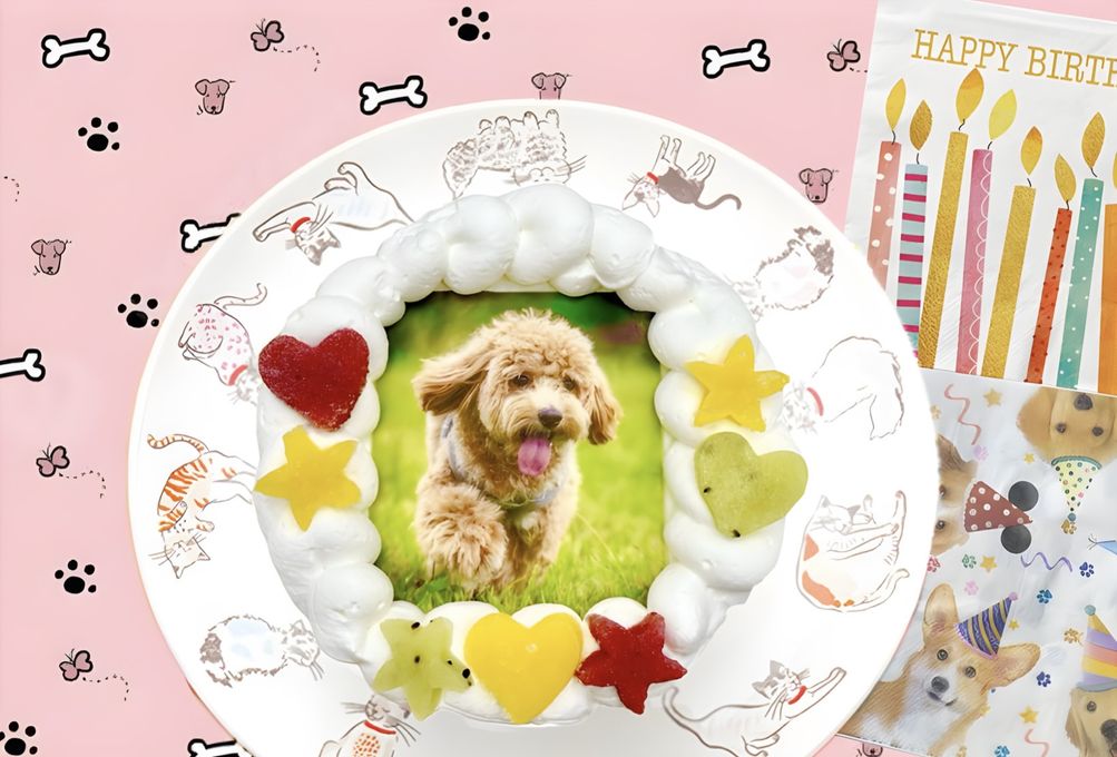 犬の誕生日におすすめのプレゼント・ギフト11選！目的別の商品や選び方 - 最高級・プレミアム ドッグフード いのちのごちそう sowaka