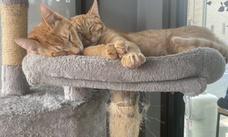 元気いっぱい甘えん坊の仲良し兄弟！雑種 ミックス犬みなとねこOMUSUBI by ペトコト保護犬・保護猫マッチングサイト