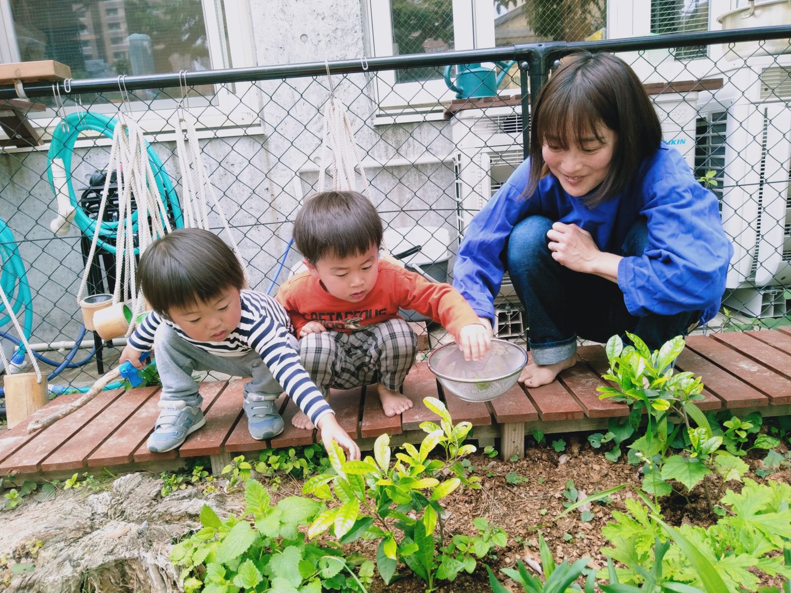 古民家で茶摘み満喫話題カナロコ by 神奈川新聞