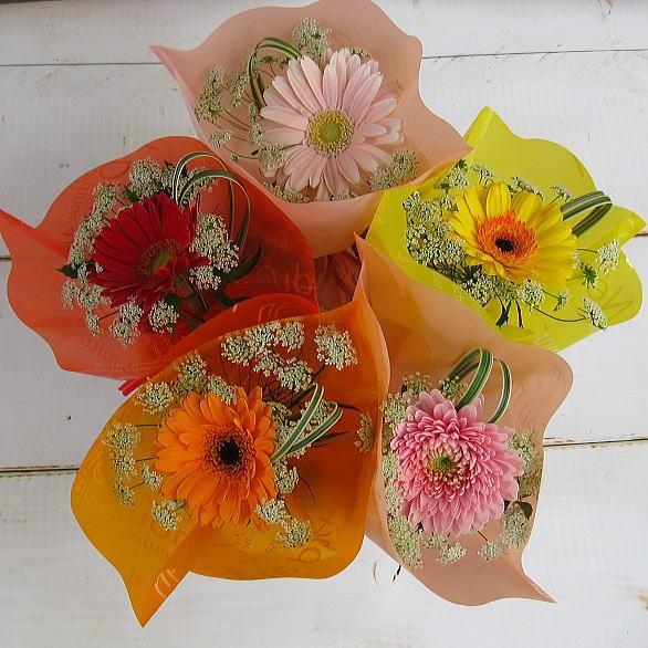 胡蝶蘭を卒業お祝いにオススメの胡蝶蘭送料無料・胡蝶蘭専門店ベストフラワ