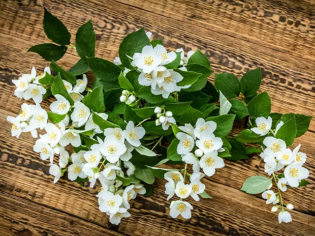 4月の誕生花一覧誕生月と誕生日の花言葉観葉植物・お花の通販 AND PLANTSアンドプランツ