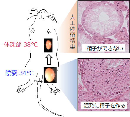 不妊症・不育症について - 操レディスホスピタル