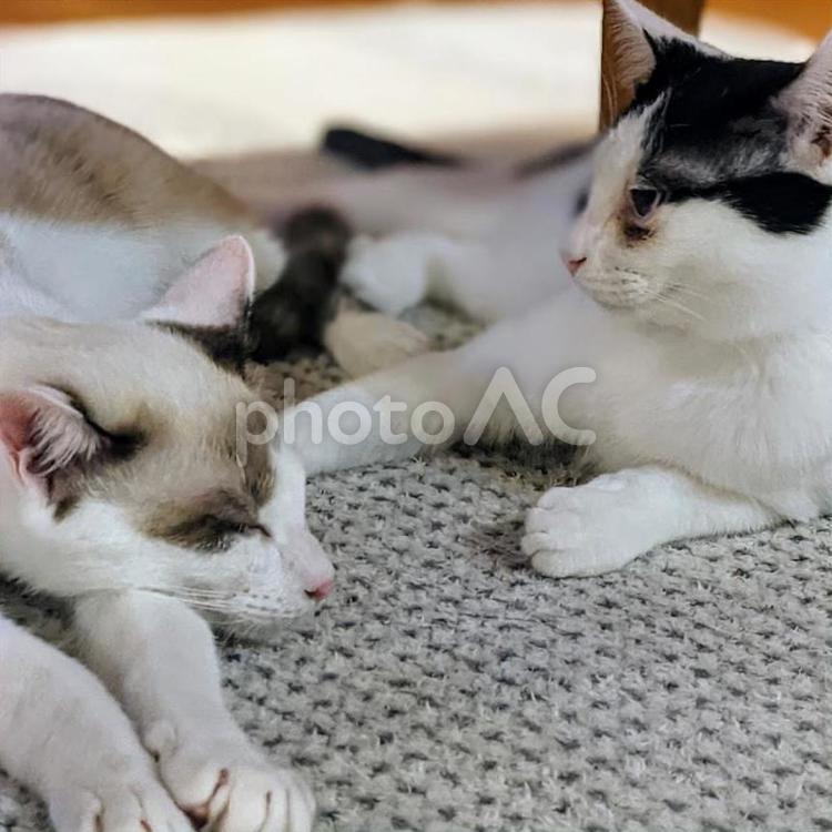 ダンボールで寄り添う捨て猫姉弟→仲良し猫にでっかく成長 幸せなビフォーアフターに「感動した」の声ねとらぼ