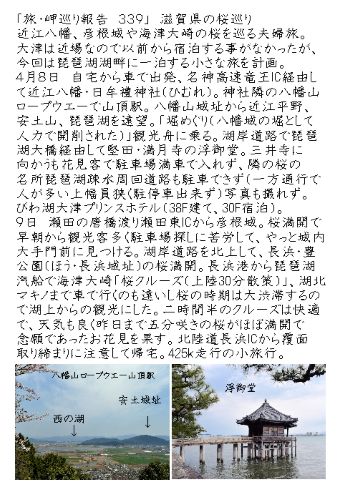 夫婦桜の開花状況について 阿賀町