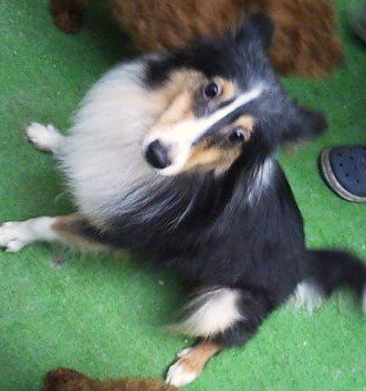 シェルティ・レスキュー犬・猫・ぺットの里親募集検索サイトLONELY PETロンリーペット