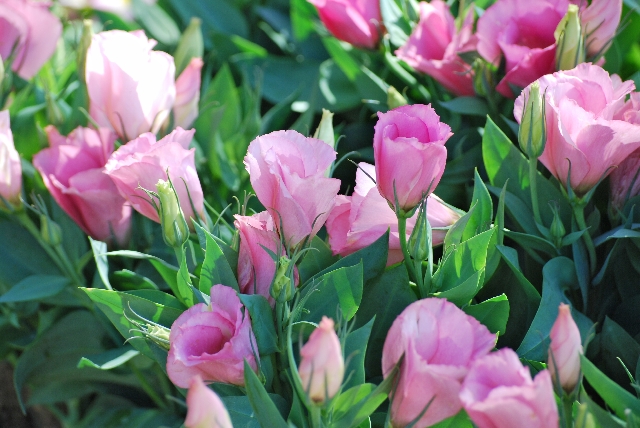 友情・絆・信頼・友達にまつわる花言葉をもつ花10選HORTI by GreenSnap