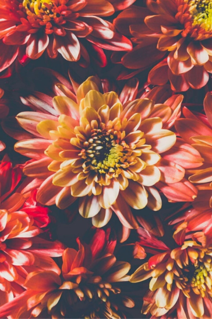 恋愛成就の待ち受け強力最強画像 口コミ多数の超強力注意本気で愛される待ち受け画像2025年最新版