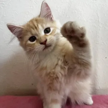 おてんば選手 りぼん・昭和44年9月号ふろく SOLD OUT ありがとうございました - すぺくり古本舎