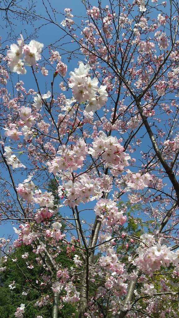 丸岡公園の桜 – MBCブログ