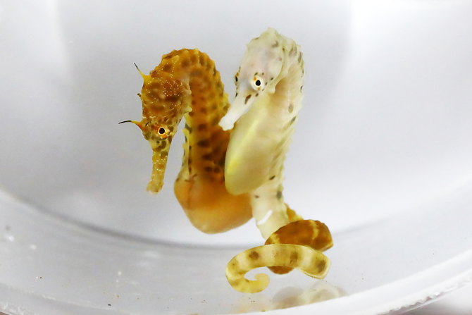 竜の落し子たつのおとしご タツノオトシゴtatsunootoshigo tatsunootoshigo 은 무슨