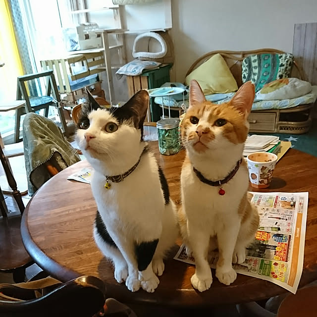 寄稿 住むなら広い家じゃないと、なんてない―ミドルシニア夫婦が都心のワンルームで豊かに暮らすコツ― - LIFULL STORIES