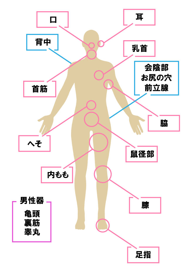 ポルチオとは？位置や開発方法、ポルチオセックスのやり方- 夜の保健室