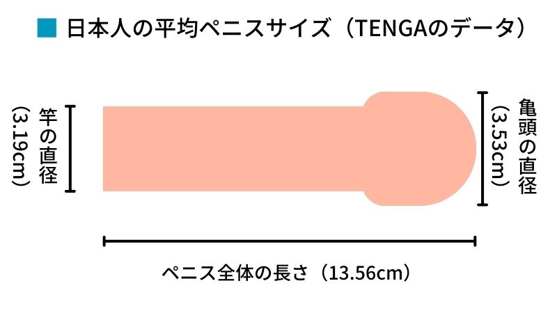 巨根サイズはどこから？】15cm以上、500円玉より太ければデカチンと言える｜あんしん通販コラム