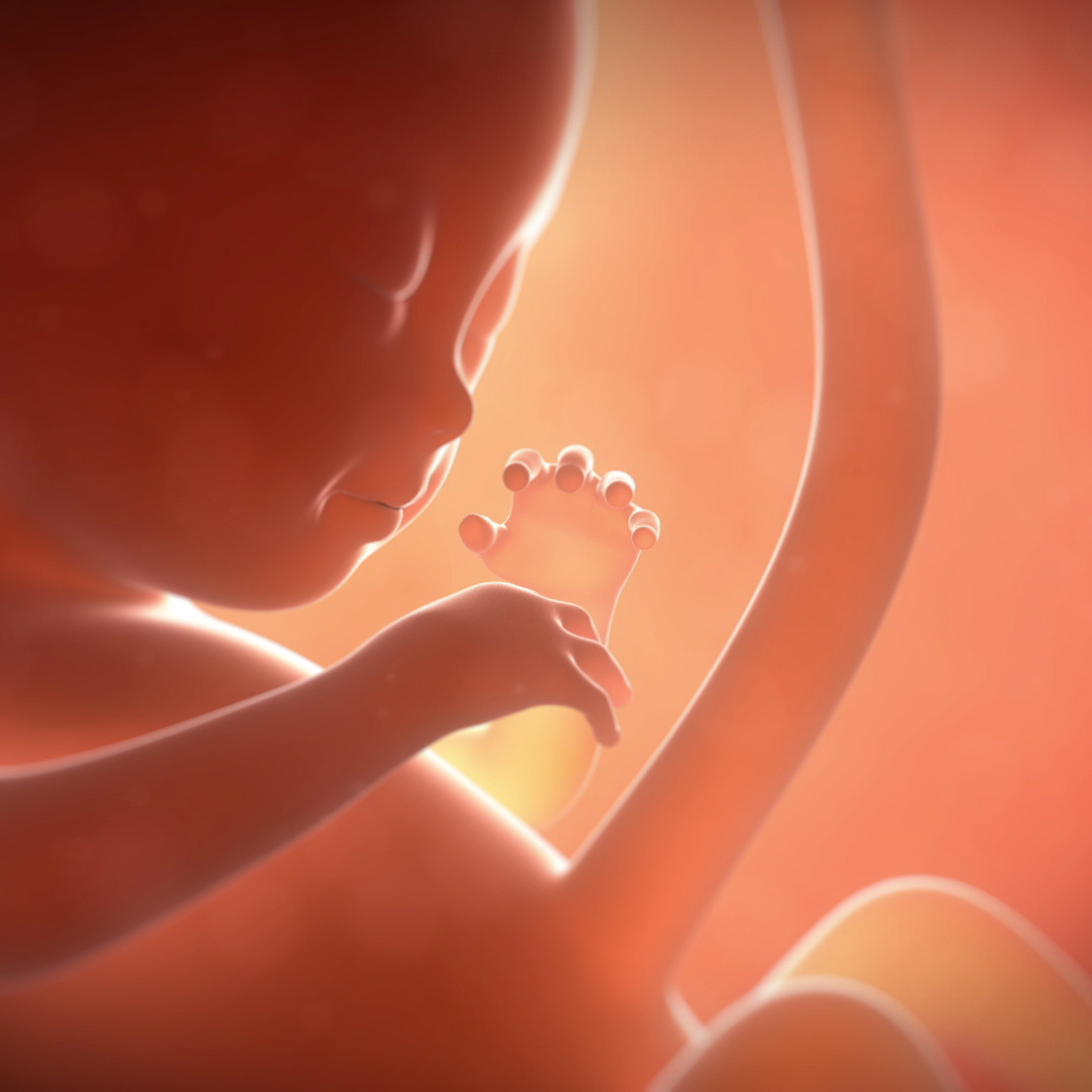 ヘソは体の中のどこに繋がってるのか？54東＠えっちゃん