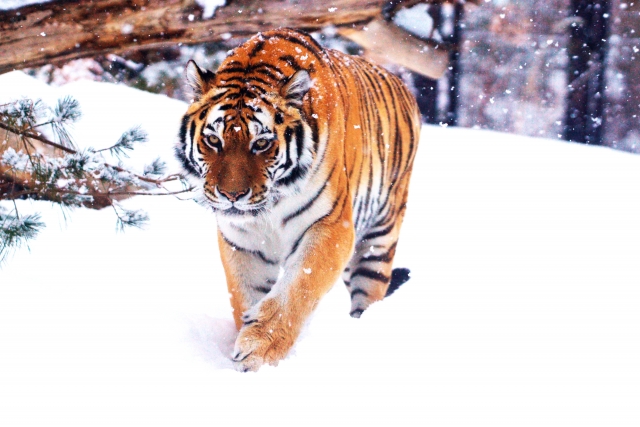 張子の虎 を端午の節句に飾るのは何故？記念品ならギフトプランナー トーコー 陶光