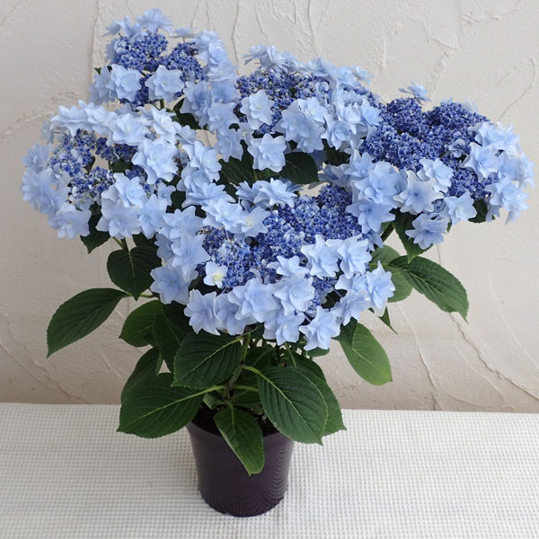 アジサイ：ウェディングブーケ ブルー 5号鉢植え の通販園芸ネット