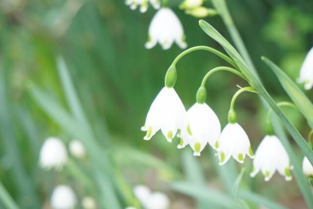 4月の誕生花一覧誕生月と誕生日の花言葉観葉植物・お花の通販 AND PLANTSアンドプランツ