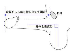 現役医師が解説】家にある身近なものでペニスサイズを簡単測定できる？ – メンズ形成外科 |